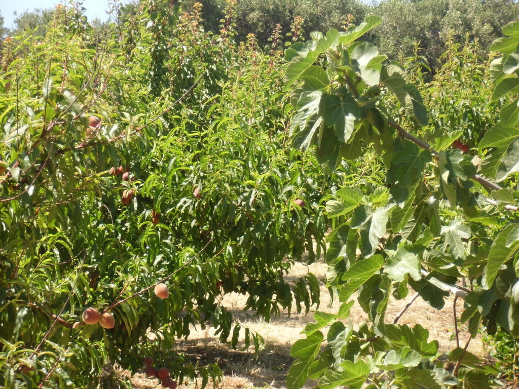 Stella Di Sicilia Villa San Fratello Ngoại thất bức ảnh