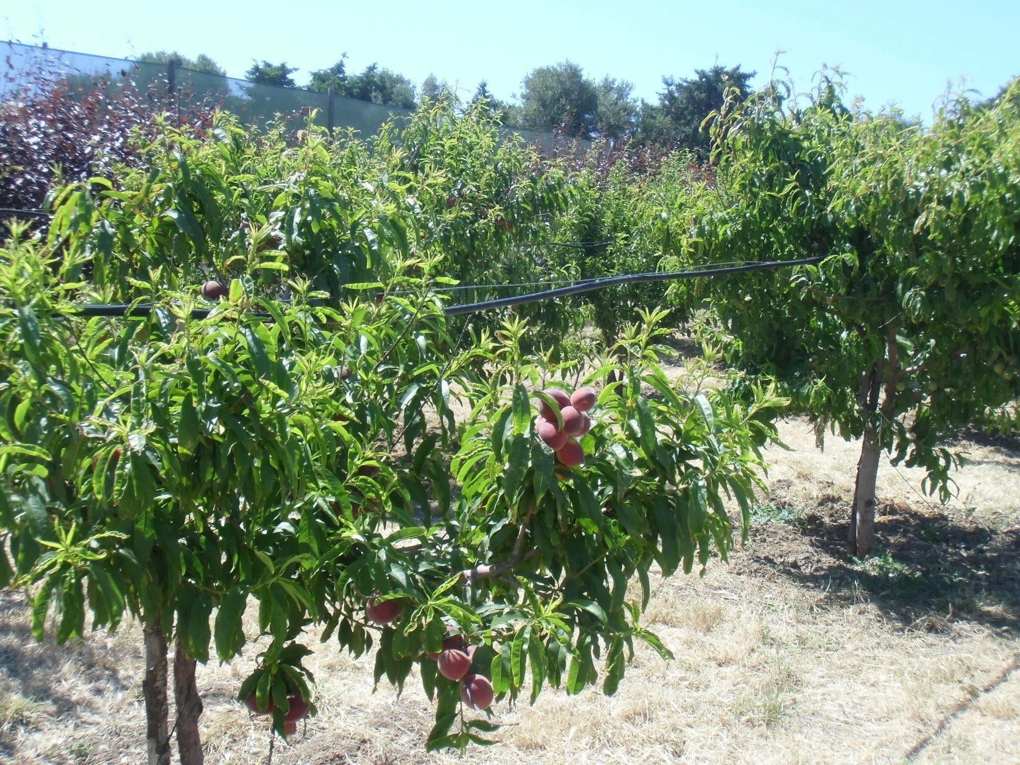Stella Di Sicilia Villa San Fratello Ngoại thất bức ảnh
